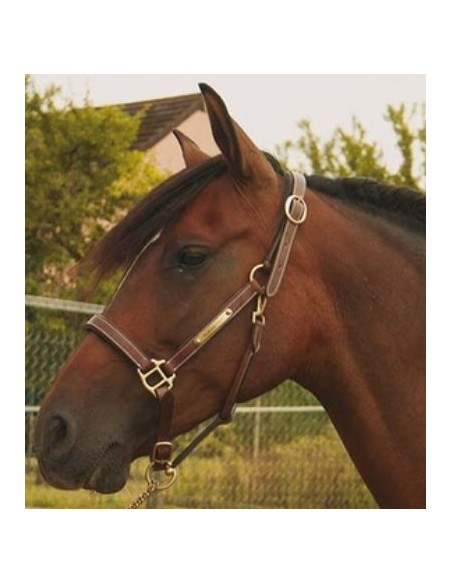 Licol cuir value line T de T