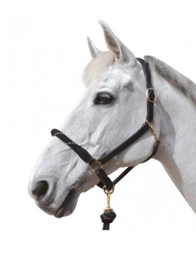 Licol cuir/corde Chetak