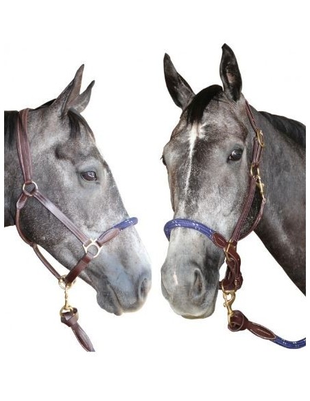 Licol cuir/corde Chetak