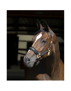 Licol WERANO Back on Track noir