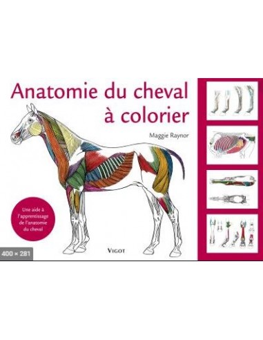 Anatomie du cheval à colorier, Maggie Raynor
