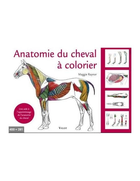 Anatomie du cheval à colorier, Maggie Raynor