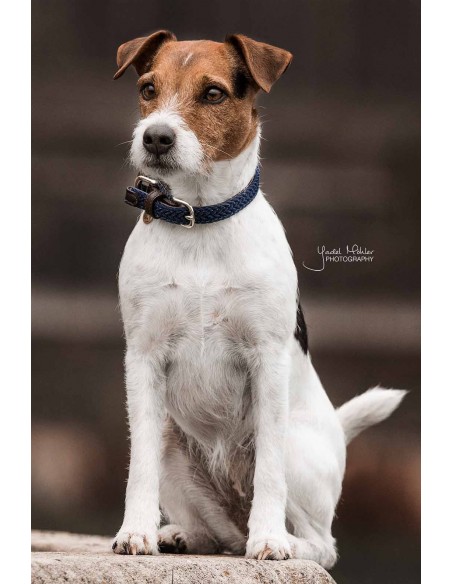 Collier pour chien TRESSE Kentucky