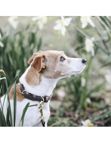 Collier pour chien VELVET LEATHER Kentucky