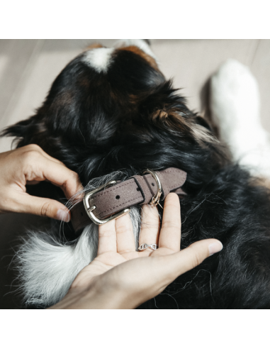 Collier pour chien VELVET LEATHER Kentucky