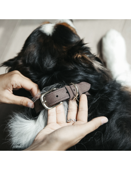 Collier pour chien VELVET LEATHER Kentucky