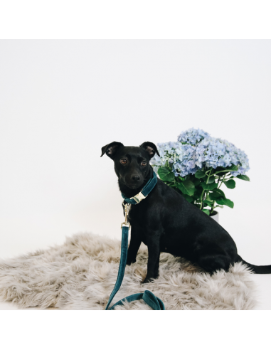 Collier pour chien VELVET Kentucky