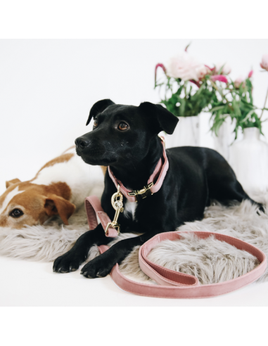 Laisse pour chien VELVET Kentucky