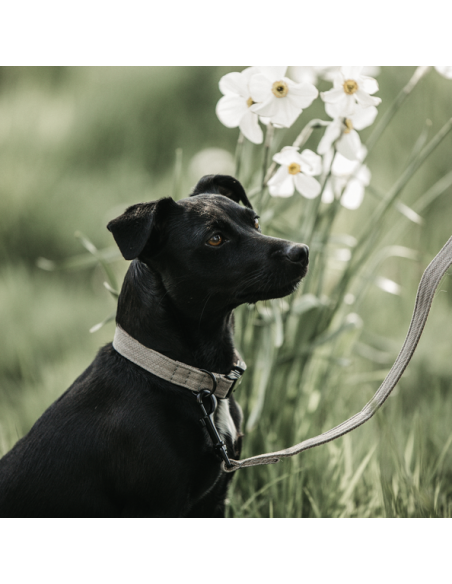 Collier pour chien LEZARD Kentucky-PA
