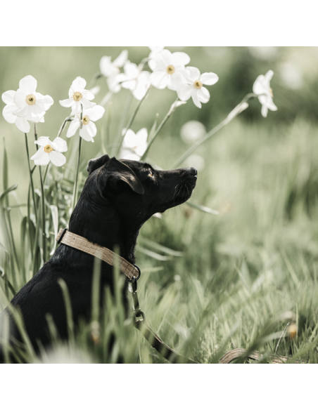 Collier pour chien LEZARD Kentucky-PA