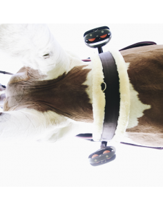 Sangle mouton Kentucky 2