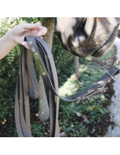 Longe pour étalon Kentucky