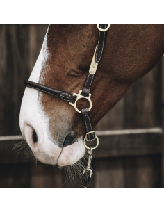 Licol de pansage en cuir Kentucky | Sellerie Sylvie Equitation 2