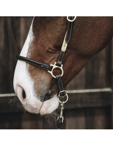 Licol de pansage en cuir Kentucky | Sellerie Sylvie Equitation