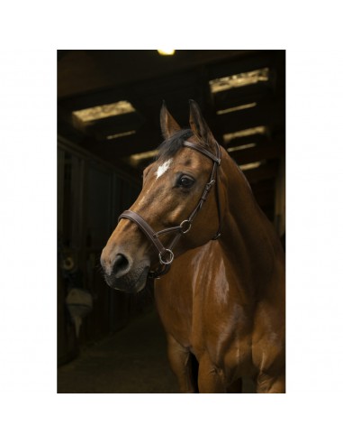 Bridon Side-pull Norton Pro