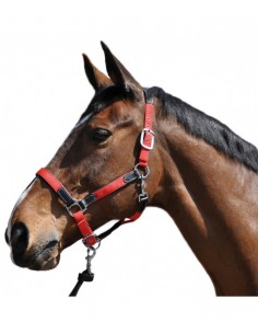 Licol CUIR/NYLON Flags&Cup 2