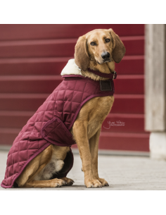 Manteau pour chien ORIGINAL Kentucky 2