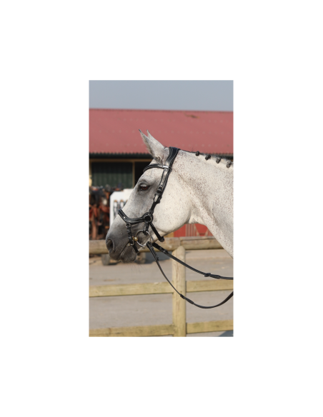 Bridon NEW YORK ONE Jump 'In