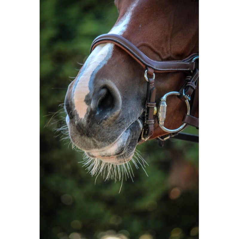 Bridon NEW YORK ONE Jump 'In