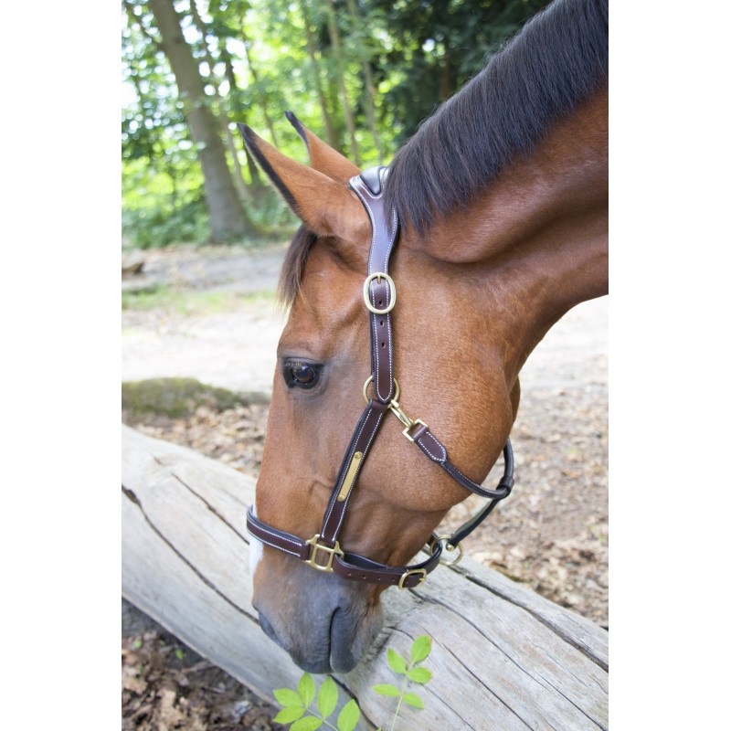 Licol Cuir Têtière Anatomique T de T