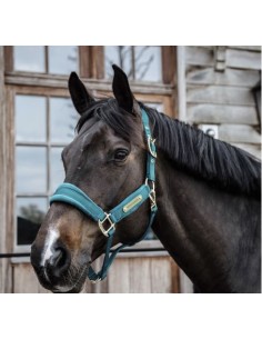 Licol Velvet Kentucky 2
