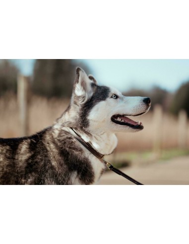 Collier pour chien bombé DY'ON