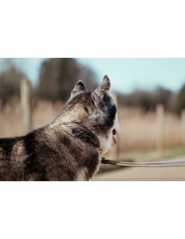 Collier pour chien bombé DY'ON