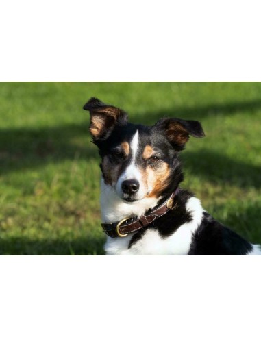 Collier pour chien bombé DY'ON