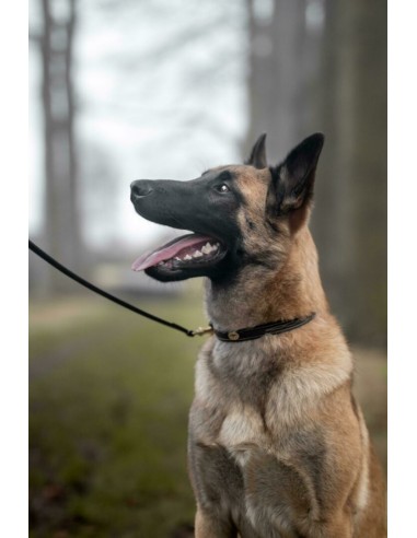 Collier pour chien bombé DY'ON