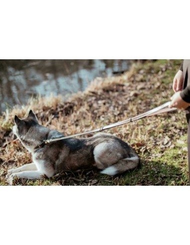 Laisse ajustable pour chien DY'ON