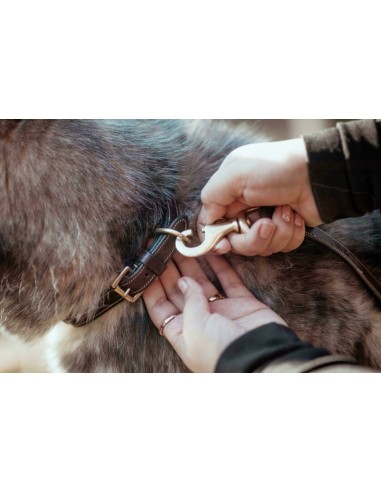 Laisse pour chien Classique DY'ON