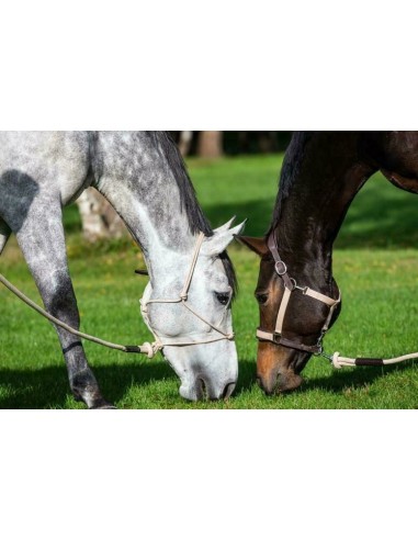 Longe à mousqueton amovible La Cense Dy'on