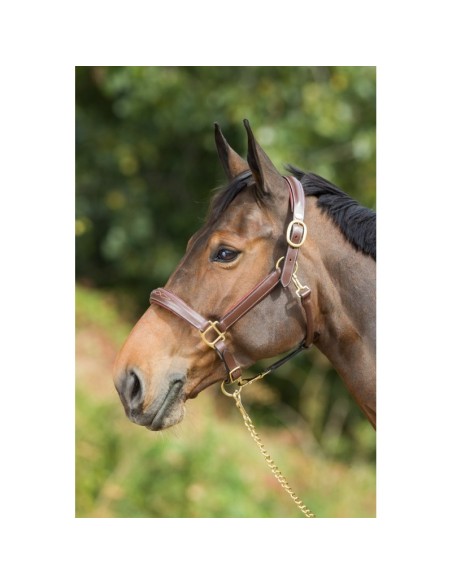 Licol en cuir GROOMING HFI