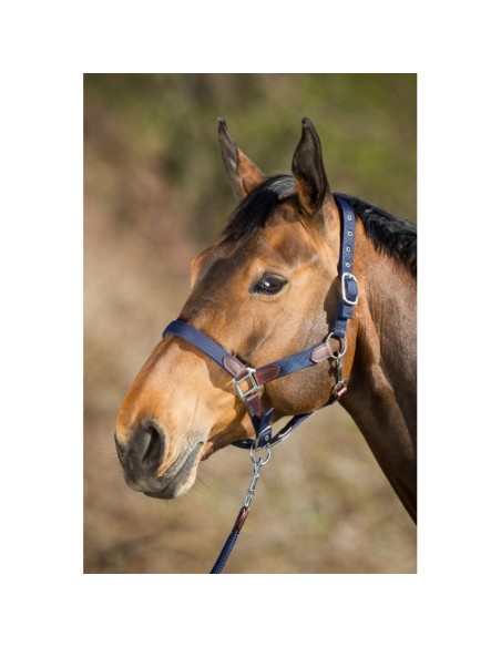 Licol nylon & longe SMART HFI