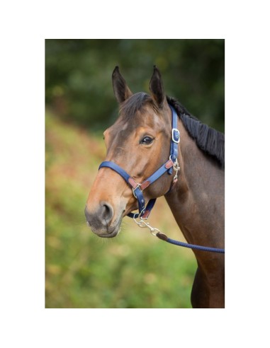 Licol nylon & longe SMART HFI