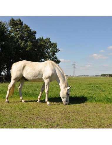 Ruban TurboLine 20mm, 200 mètres Gallagher
