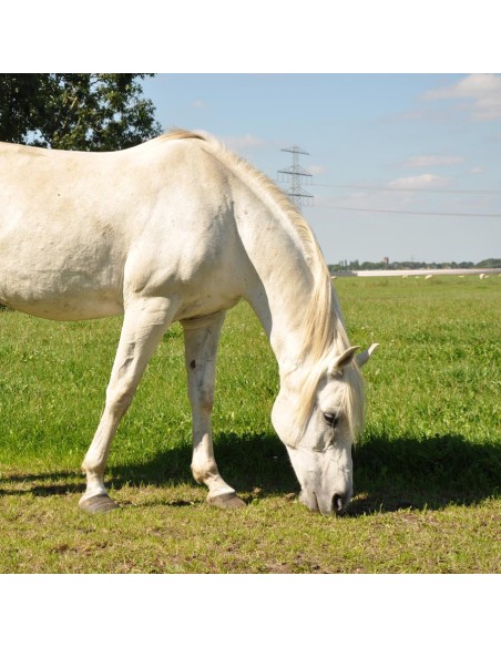 Ruban TurboLine 20mm, 200 mètres Gallagher