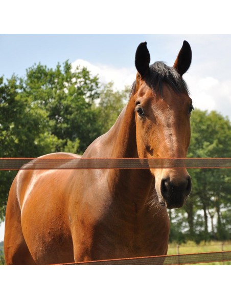 Ruban TurboStar 40mm Super Blanc/ Super Marron Gallagher | Sellerie Sylvie Equitation