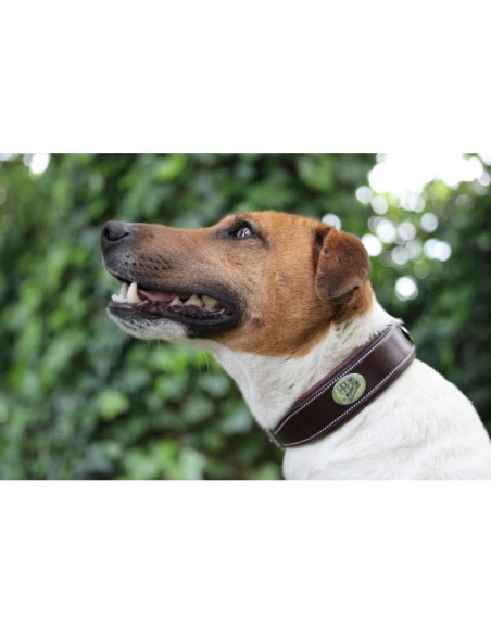 Collier pour chien JUMP'IN