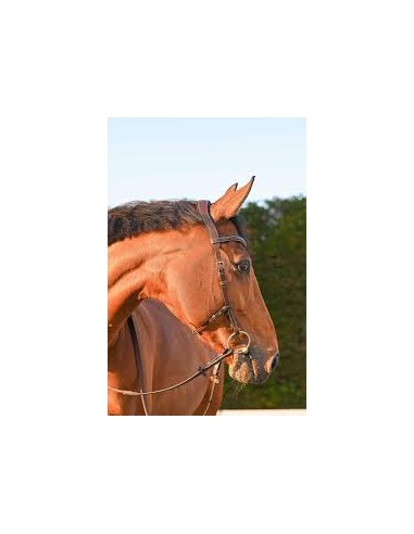 Bridon BRUXELLES Jump 'in One